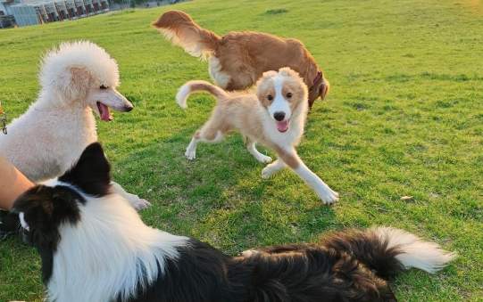 “五一”假期带火宠物寄养，济南不少门店“已满房”