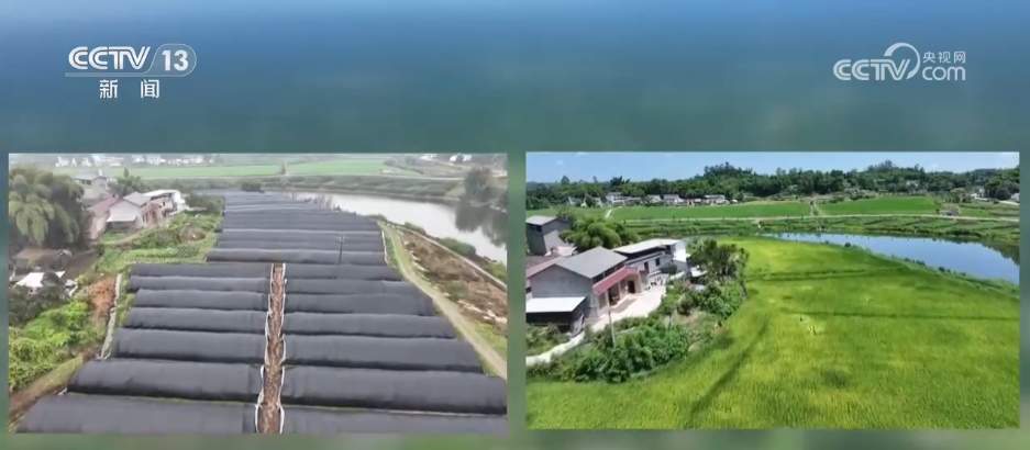 新模式打造新“稻”路 “水稻+”绘就希望的田野好“丰”景