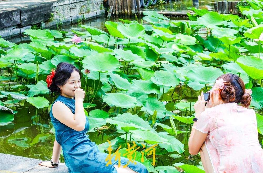 大明湖畔荷花竞相绽放,变身网红打卡点