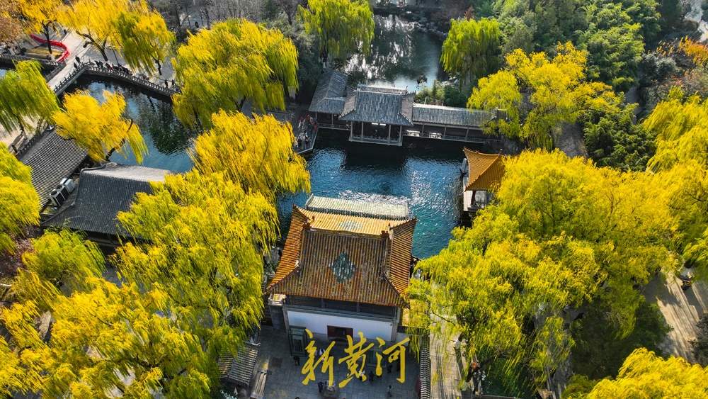 济南趵突泉开启冬日黄金季，泉畔金色垂柳暖意浓