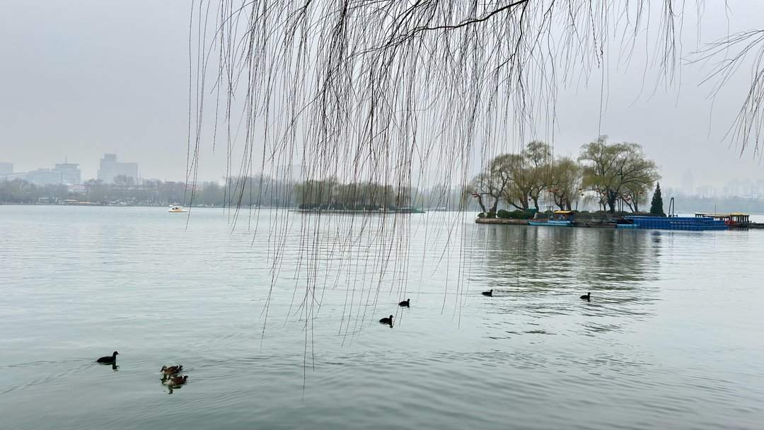 清风柳绿，春到大明湖