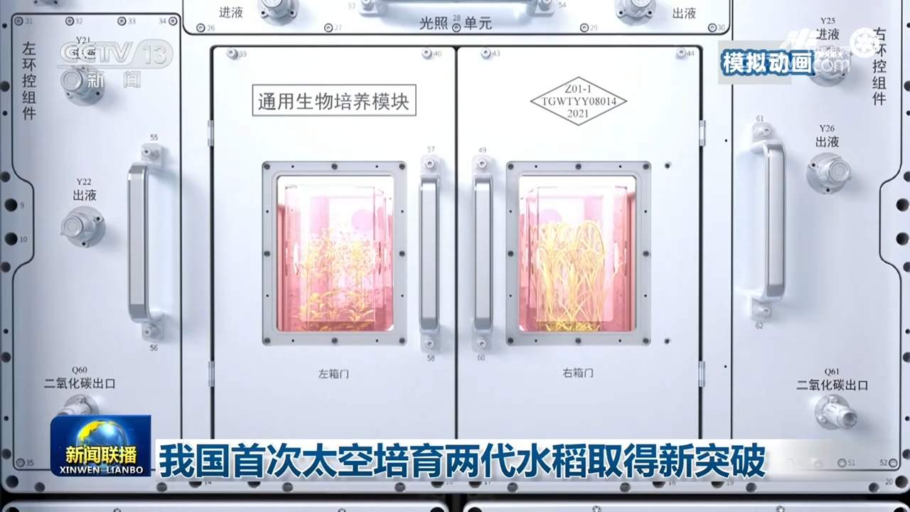 我国首次太空培育两代水稻取得新突破
