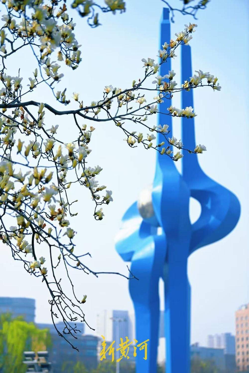 玉兰花开映泉标