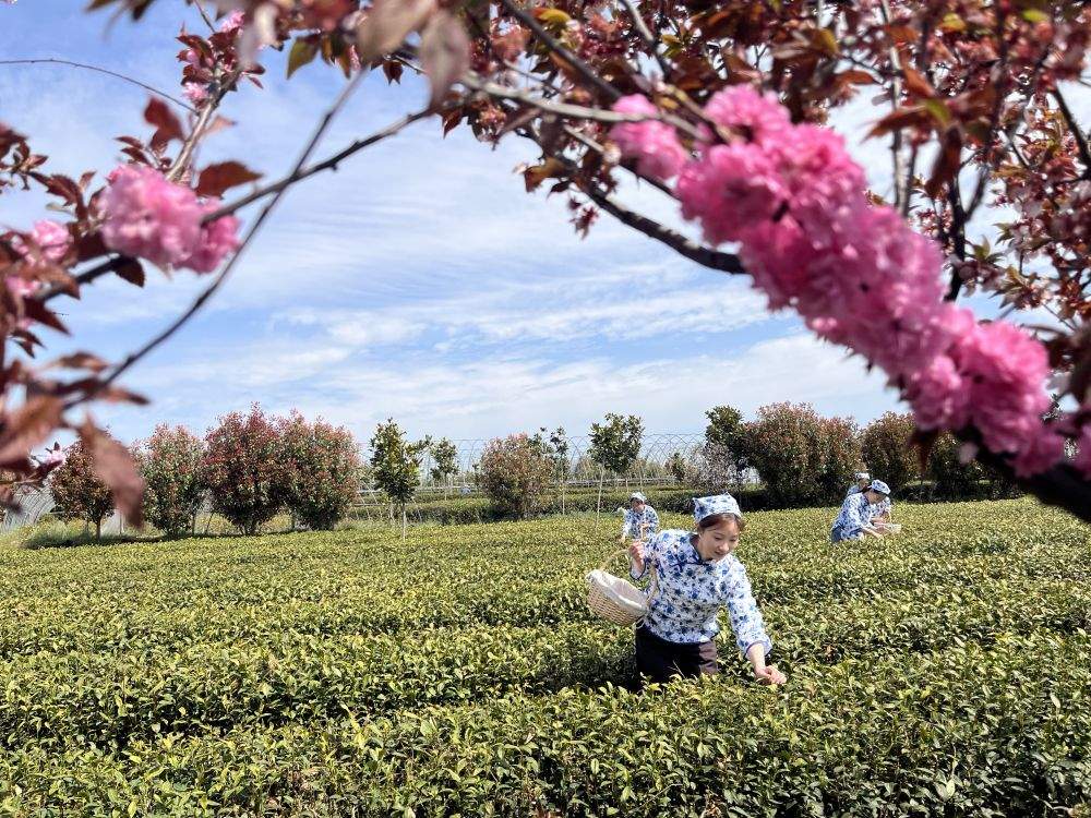 春日经济新图景｜茶香唤醒春山忙