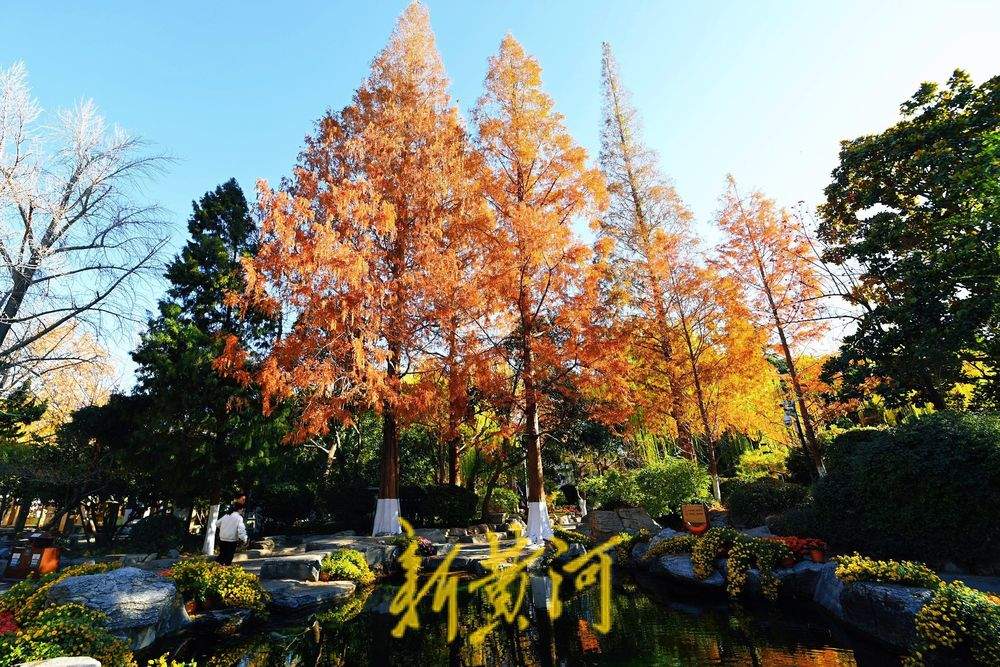 趵突泉畔水杉染红妆，与冬菊相映衬，视觉效果“拉满”