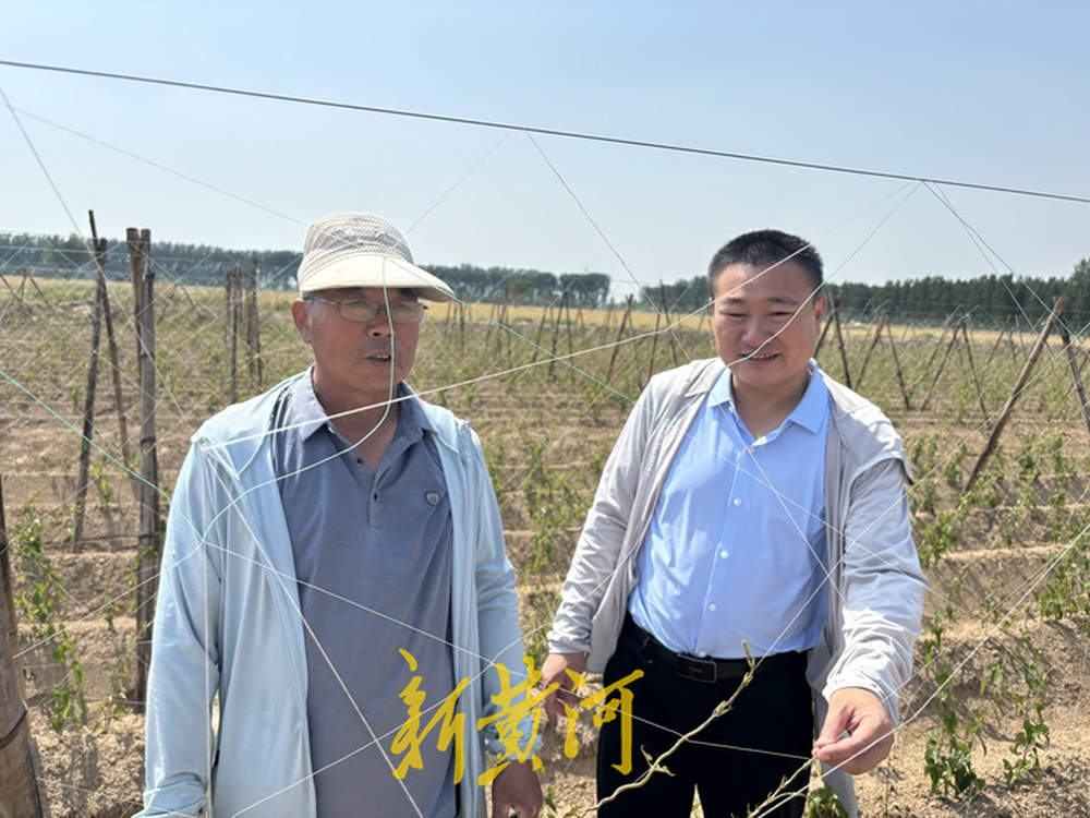 他辞掉工作回乡种山药，年产300万斤收入达900万元