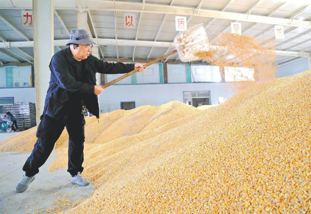冒雨抢收秋粮后，如何再为湿粮“安个家”