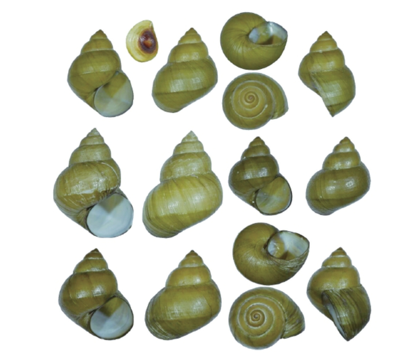 消失近百年的李四光娅田螺被发现