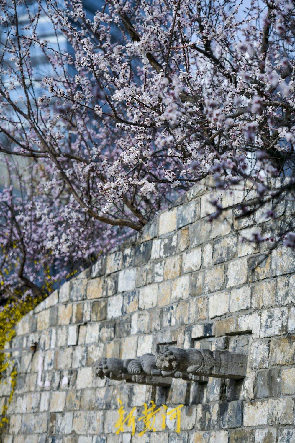 满园春花伴古城，济南最神秘公园里赏春