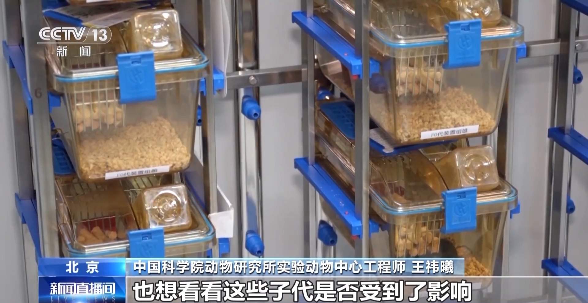 航天小鼠已顺利产下三窝后代 空间繁育研究获新进展