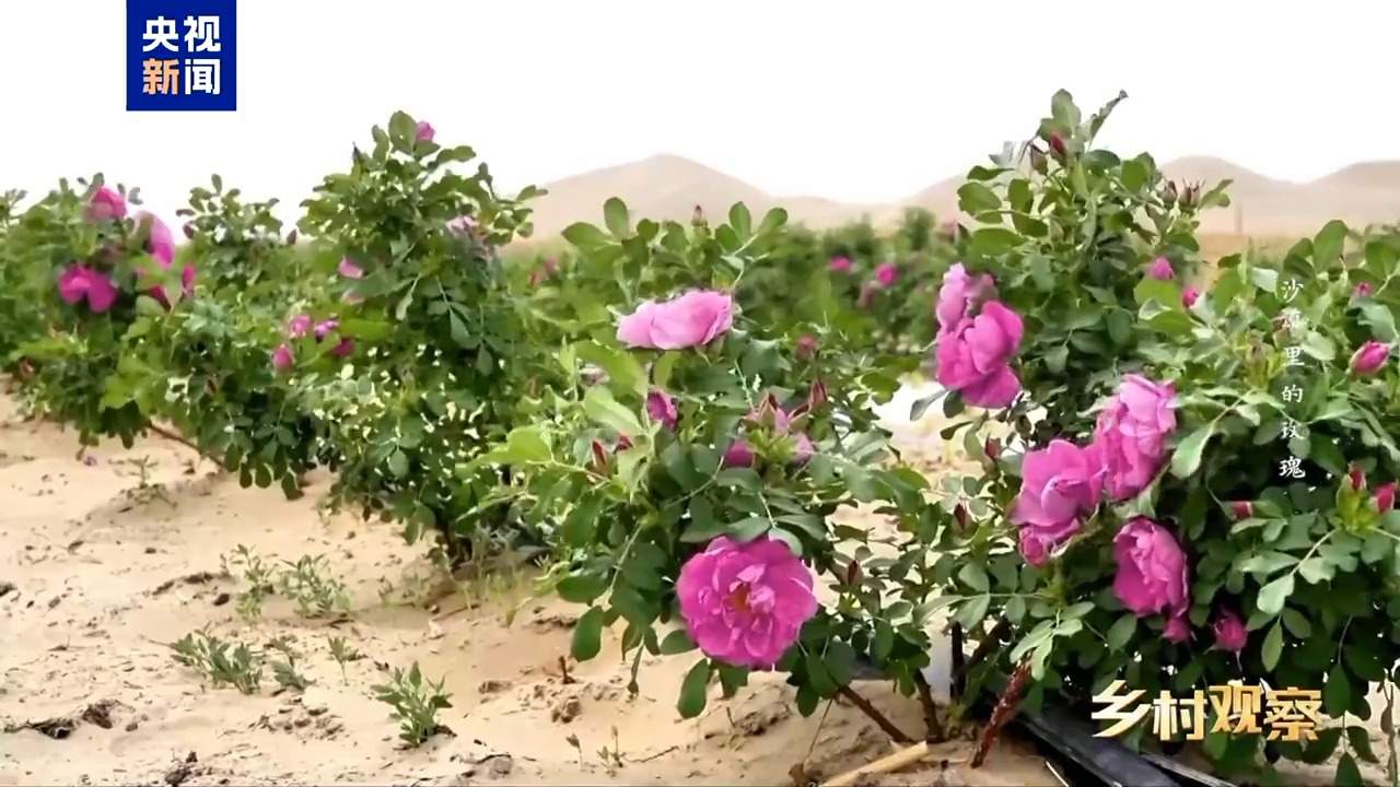视频丨荒漠也可以成花海 看“沙漠玫瑰”背后的生态之变
