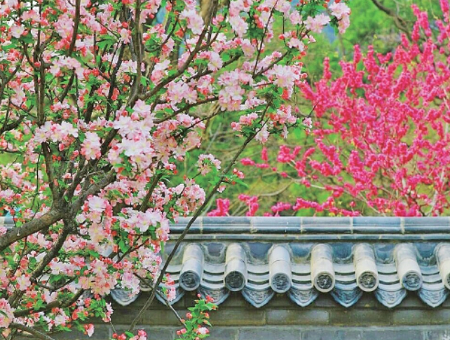 花朝盛宴邂逅烂漫 泉城春日盛景邀您共赴花海之约