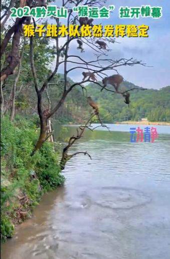 笑不活了!黔灵山园方回应猴子爱凹造型 快让峨眉山的吗喽学学