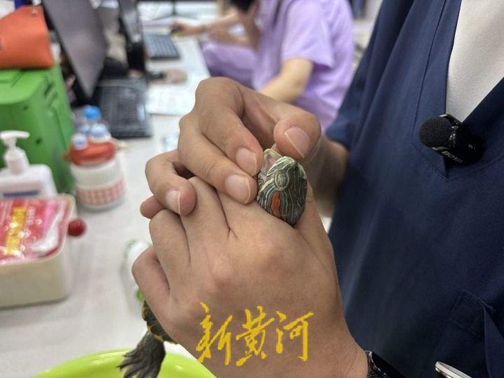 异宠医生的一天是啥样？山东这家宠物医院里，他为巴西龟打针，给水豚治胃肠炎