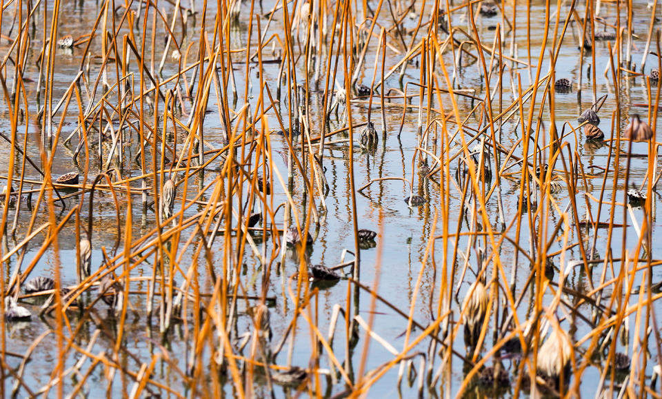 风拂大明湖，残荷蕴生机