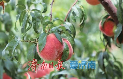 科技融合产业新，果香铺就振兴路！泉城田园甜起来