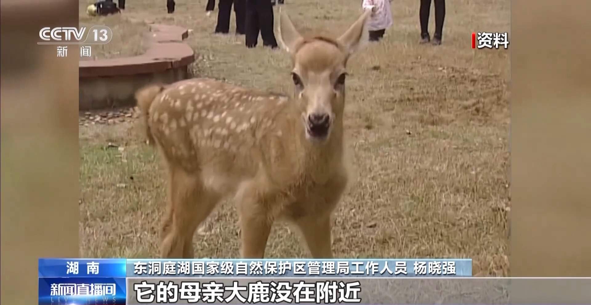 “与人为友”13年 网红麋鹿“点点”已产下8胎幼崽