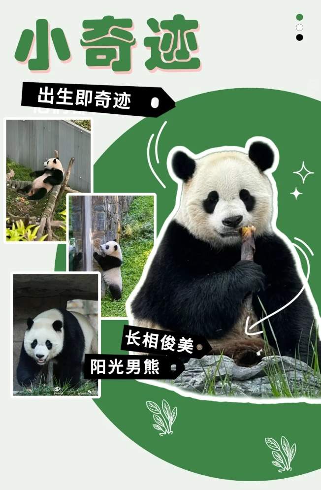 “福宝”即将和公众见面！还有这些“心上熊”可以相约