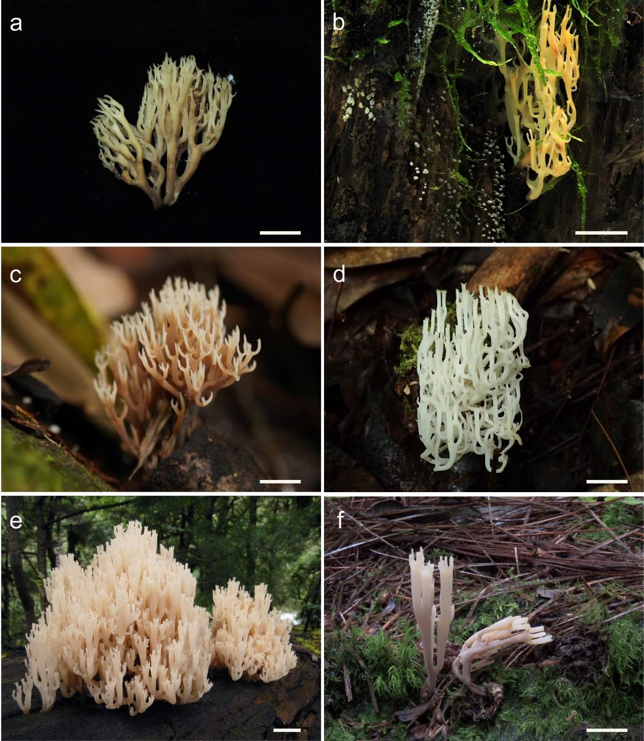 新物种一次性20+！在云南这座大山
