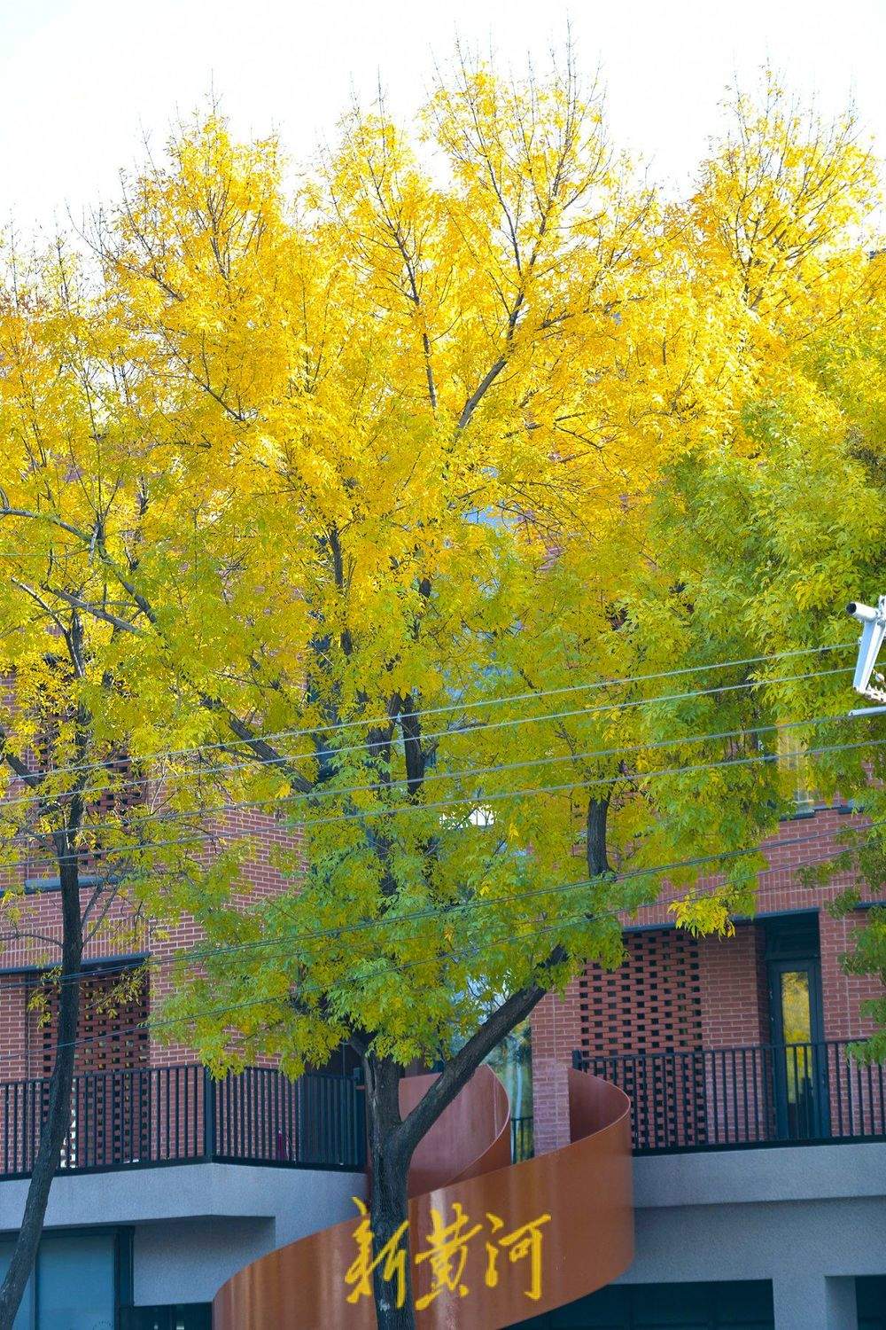 泺源大街现“金色长廊” 深秋白蜡树扮靓泉城