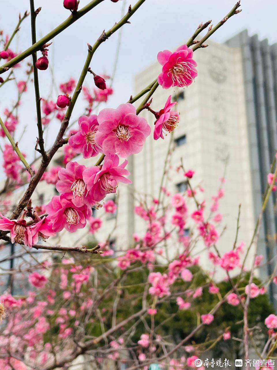 山大校园重新开放：欢迎朋友们到访 请一起爱护