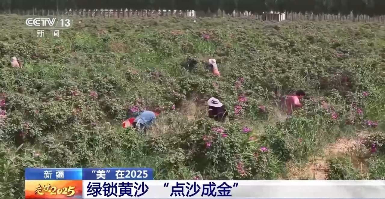 “两山”理念下 新疆沙生经济“点沙成金”