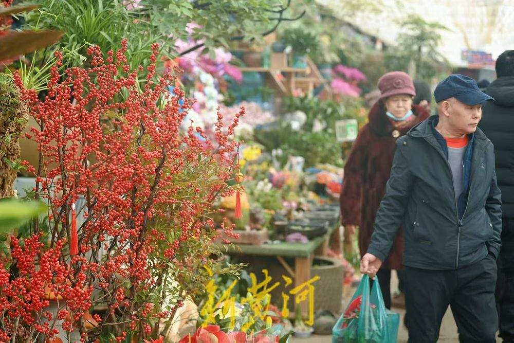 年味渐浓 济南年宵花迎销售旺季