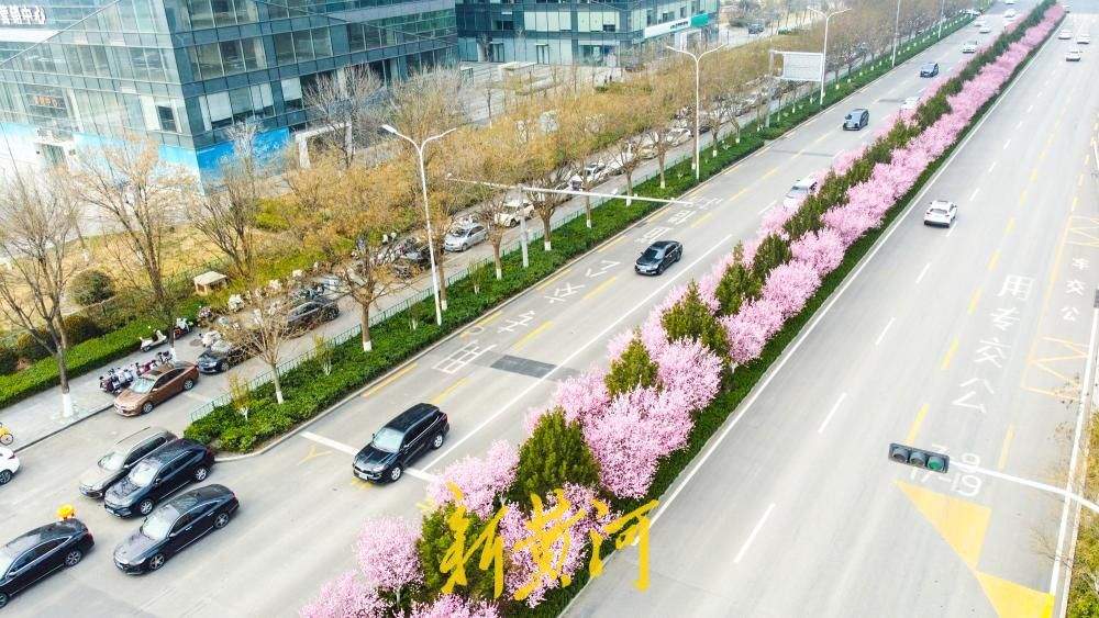 一年四季 泉在济南丨美人梅盛放 条街道变身“粉色花廊”