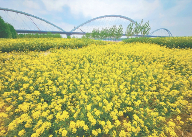 一年四季 泉在济南丨黄河大桥下 油菜花绽放