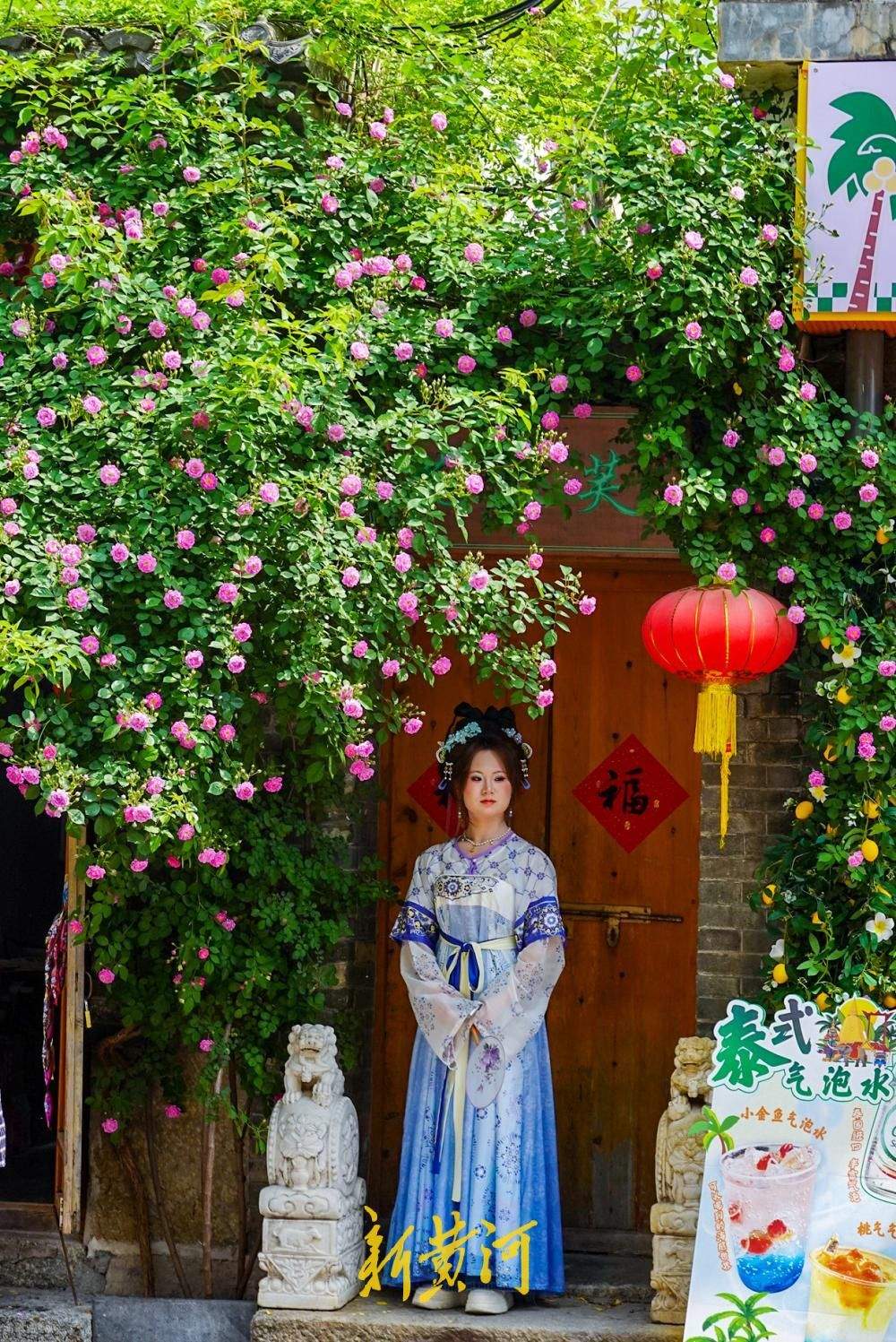 蔷薇“抢跑”赴春日之约