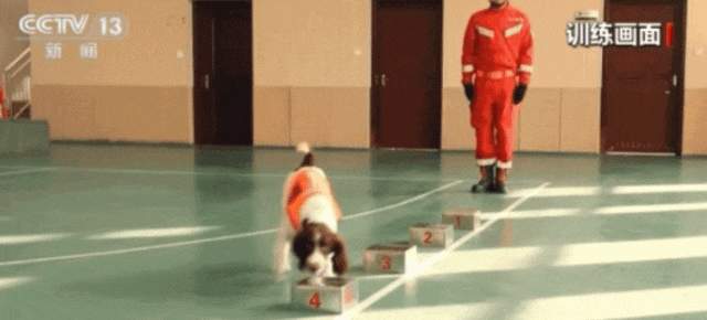 山东45只搜救犬正式入编,现场视频来了