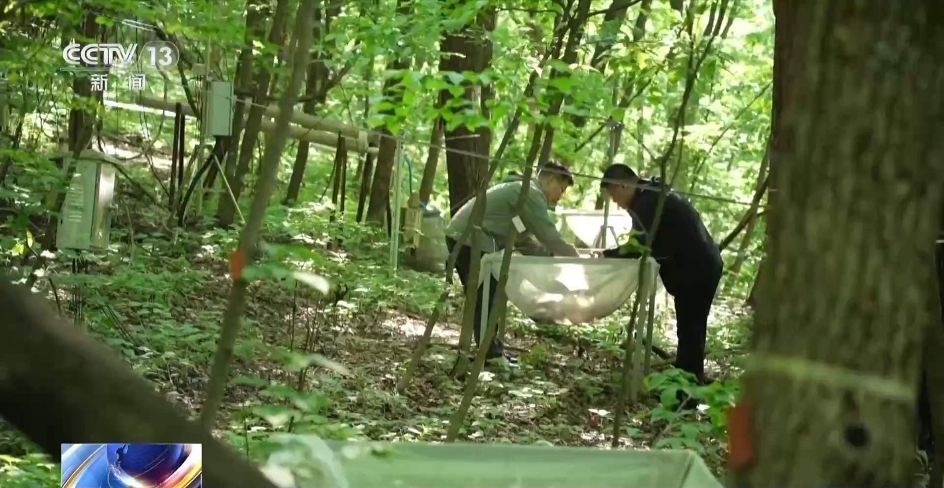 每片叶子都能查！三座巨塔就能监测整片森林