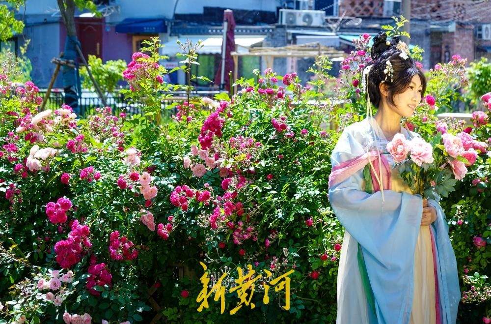 老城区新晋花墙打卡点  解锁济南初夏浪漫
