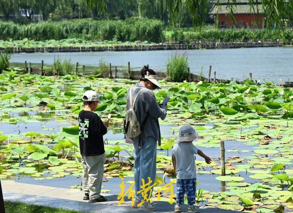 泉城连日高温 市民游客大明湖畔觅清凉