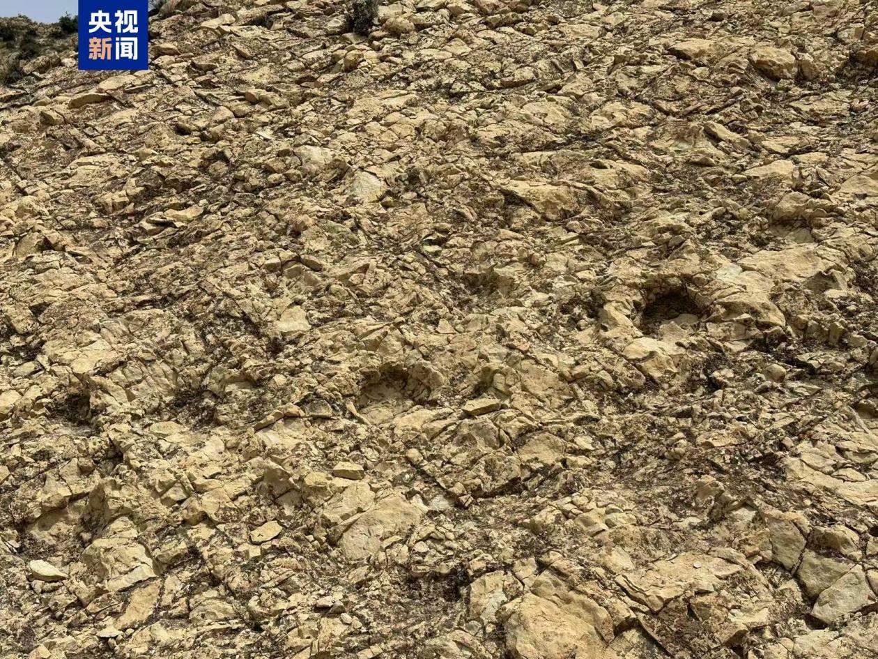 首次记录 宁夏中部发现蜥脚类恐龙大面积足迹群