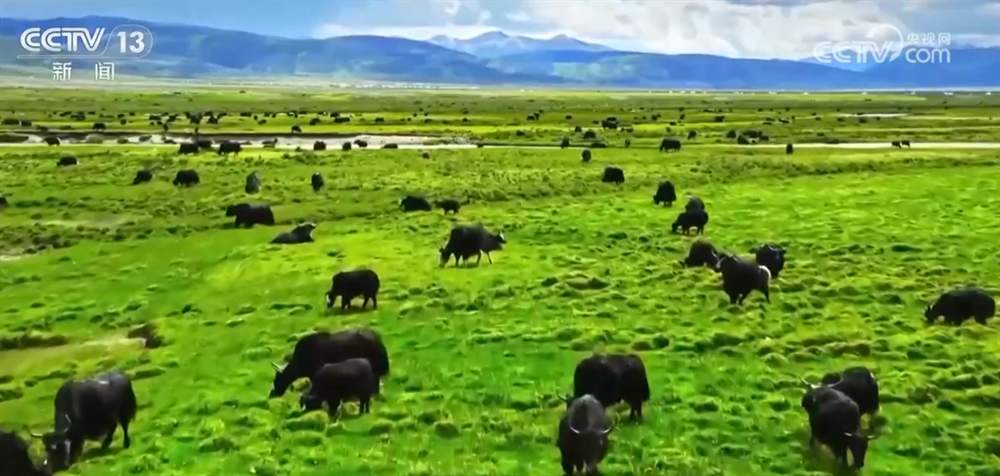 数说绿色发展成绩单 “十四五”时期我国草原生态得到整体改善