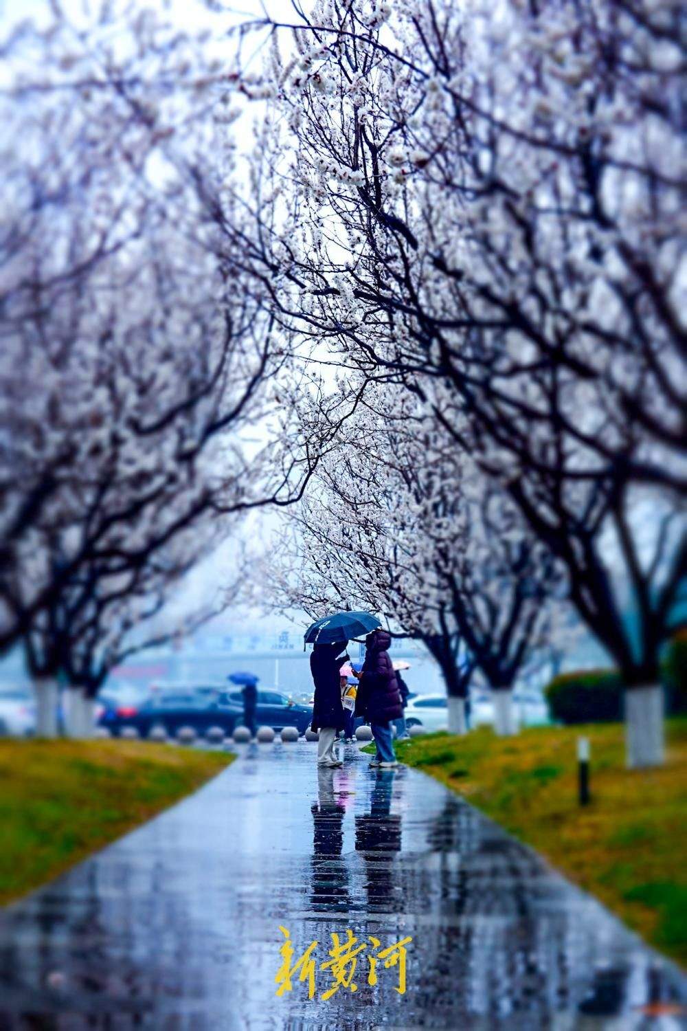 春寒料峭杏花俏，雨中赏花添诗意
