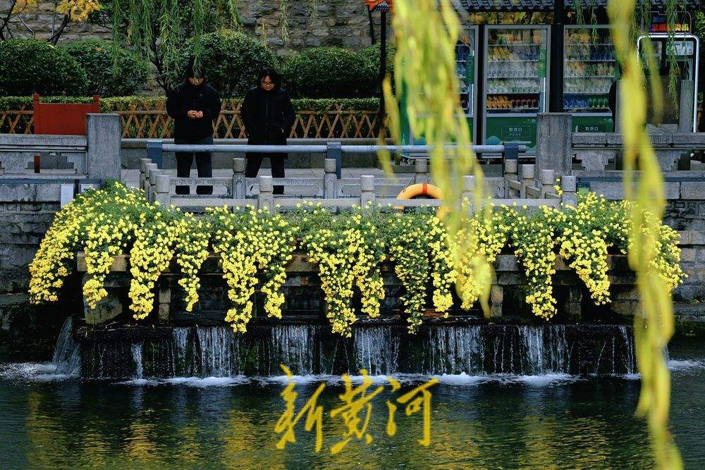 金菊绽放 扮靓冬日济南护城河畔