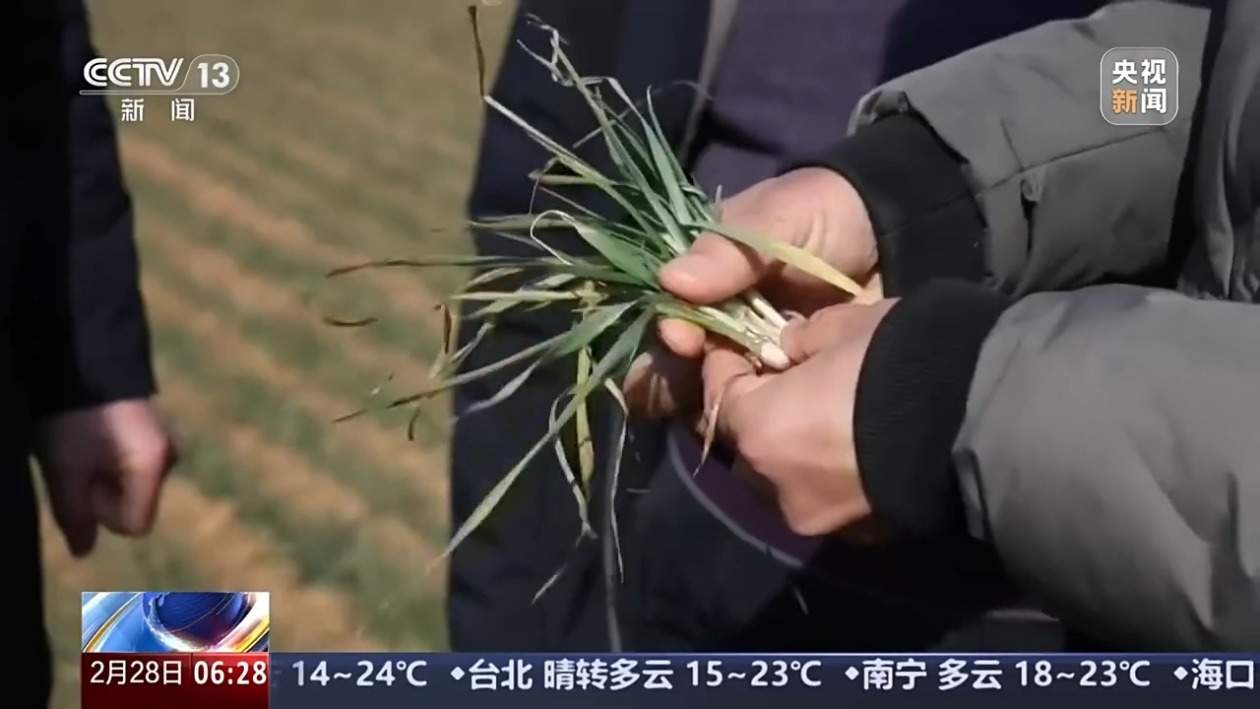 专家“连麦”教课、北斗高效“助播”！春耕直播间火热“开播”中