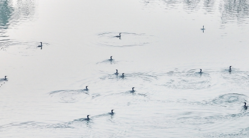 “风流别驾”晁补之的北渚情缘