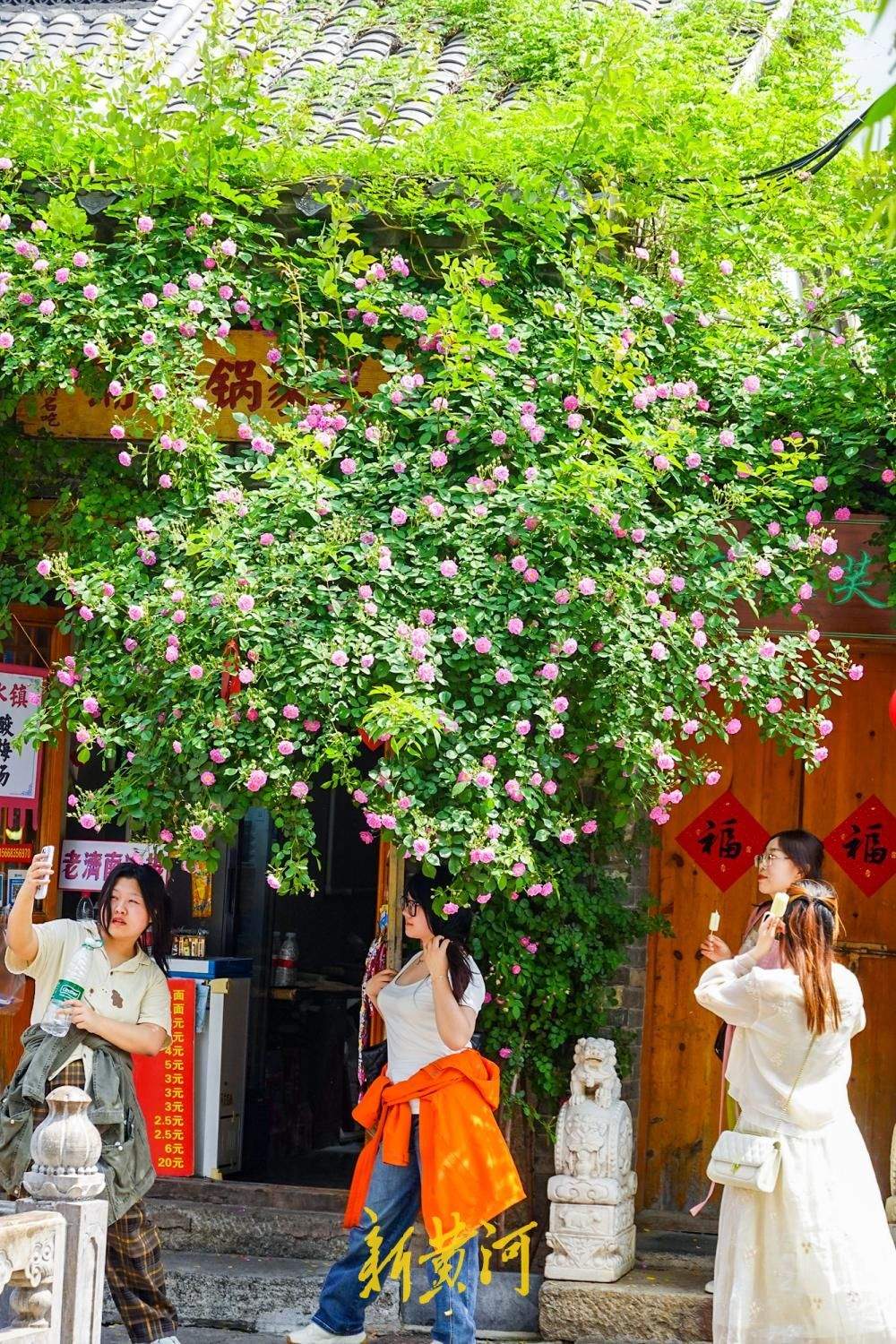 蔷薇“抢跑”赴春日之约