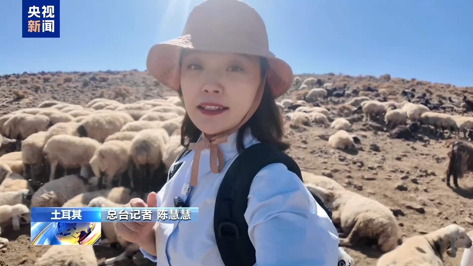 高收入岗位无人问津 土耳其遭遇“牧羊人危机”