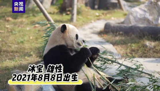 20只大熊猫已入住 中国大熊猫保护研究中心绵阳基地试运营