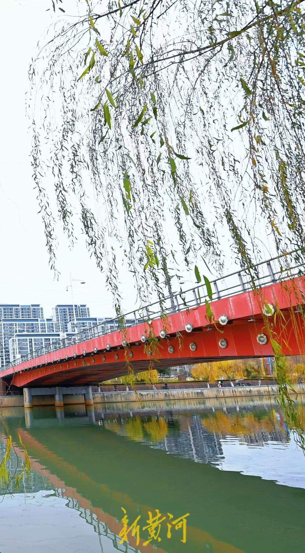 一年四季 泉在济南丨小清河岸畔垂柳披金，冬日韵味渐浓