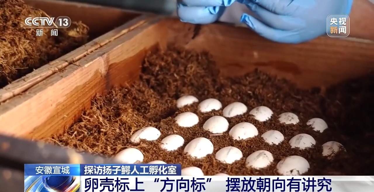 近距离看扬子鳄破壳瞬间！长江“活化石”人工孵化室大有讲究