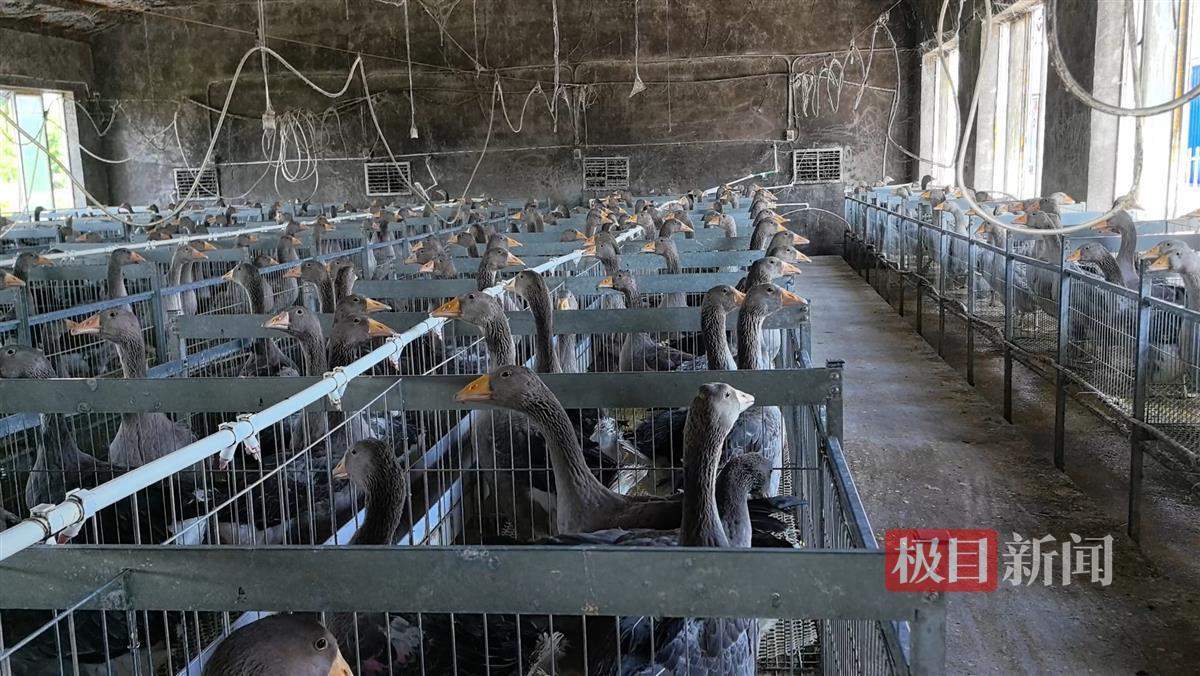 全国三分之一法式鹅肝产自安徽霍邱，法国名菜成了安徽“土特产”？