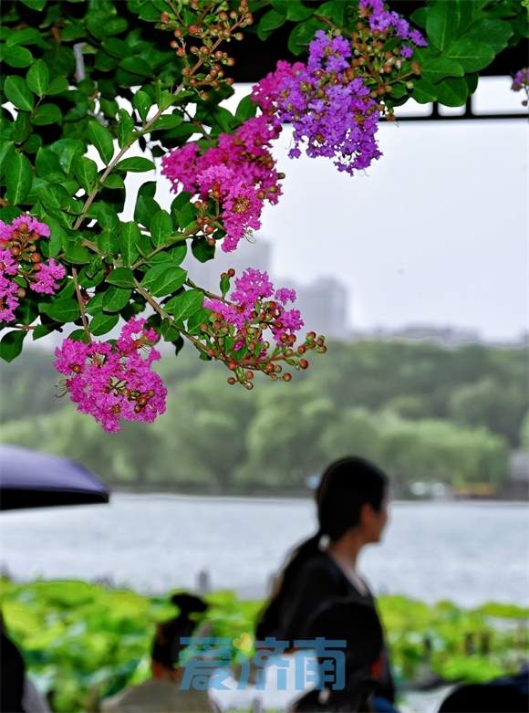 济南大明湖畔“夏紫薇”盛夏迎风开