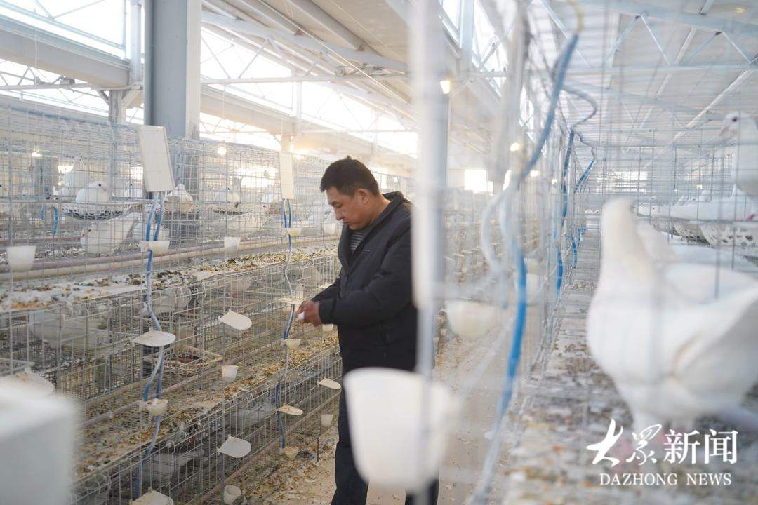 一枚蛋4块钱，供不应求！看山东小镇如何点“鸽”成金