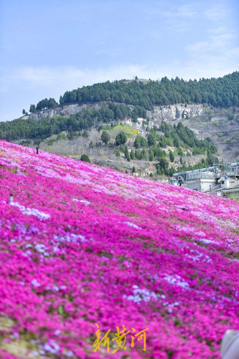 “泉”在济南过五一｜济南牧牛山公园福禄考花盛开
