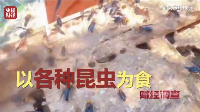 “杀人蜂”遭滥养 有人赚得盆满钵满 央视曝光